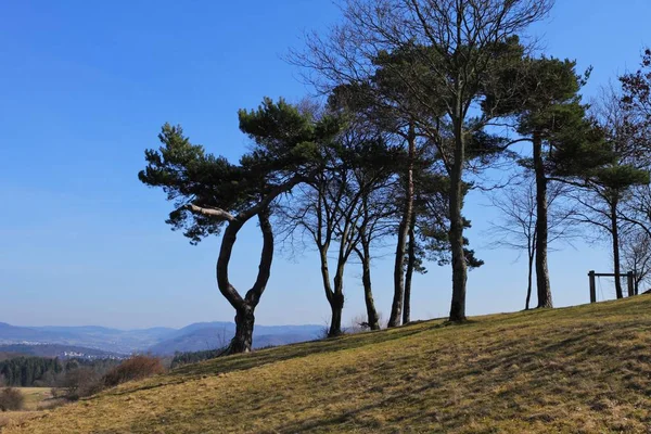 Pinos Montaña — Foto de Stock