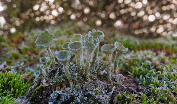 Uitzicht Een Winterse Scène — Stockfoto