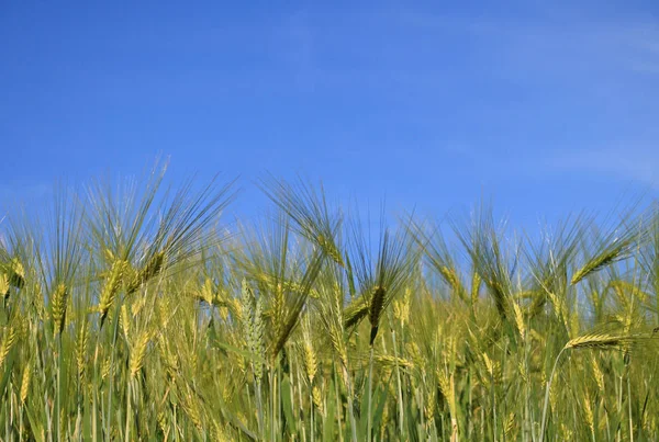 Platteland Landbouw Tarweveld — Stockfoto