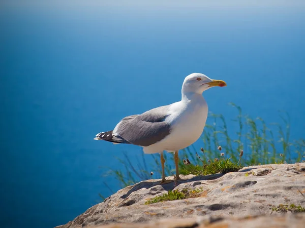 Seagull Precipice — Stock Photo, Image