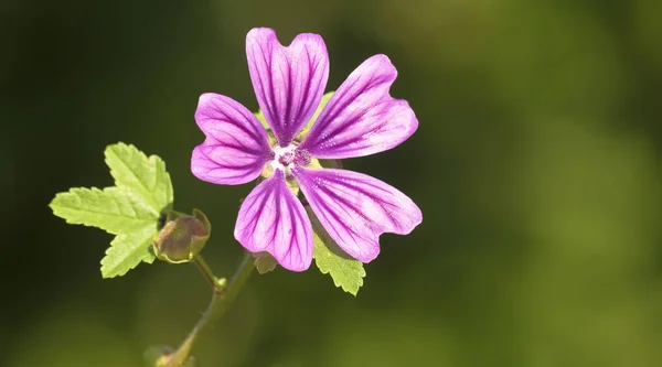 Närbild Skönhet Blommande Blomma — Stockfoto