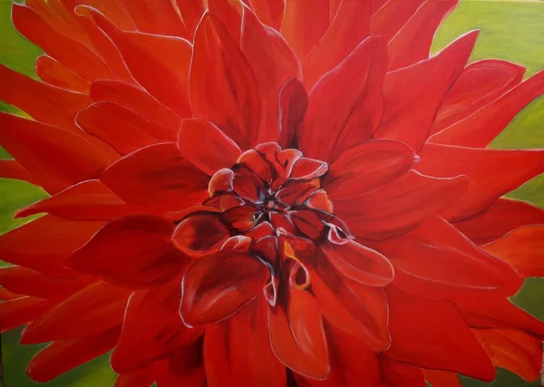 Närbild Vackra Blommande Dahlia — Stockfoto