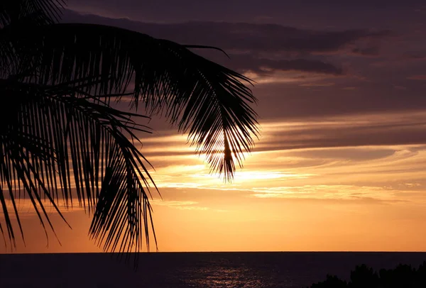 Tramonto Dietro Palme — Foto Stock