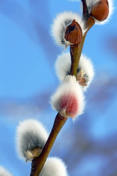 绽放的花朵背景质感 — 图库照片