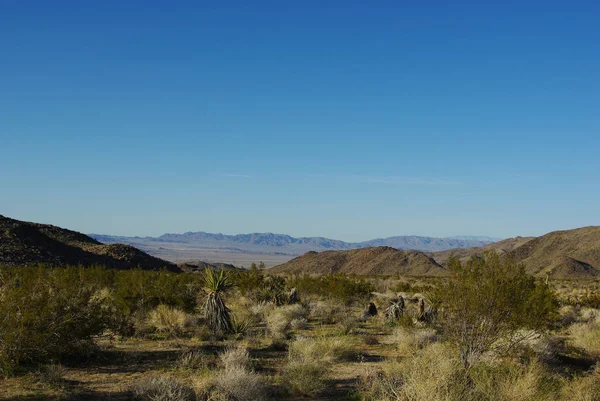 Yucca Nagy Sivatag Kalifornia — Stock Fotó