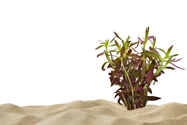 stock image Aquarium background for fish. Sand and purple water plant