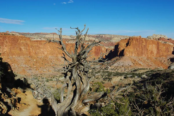 Suche Drzewo Dolina Czerwone Skały Park Narodowy Capitol Rafa Utah — Zdjęcie stockowe