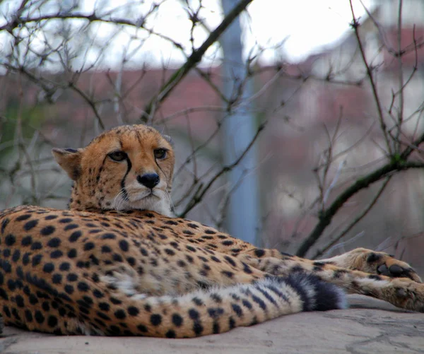 Cheetah Kota — Stok Foto