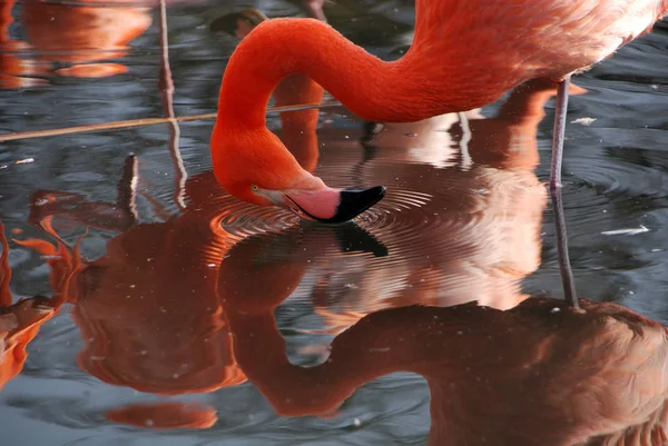 Malerischer Blick Auf Den Schönen Flamingo Vogel Der Natur — Stockfoto