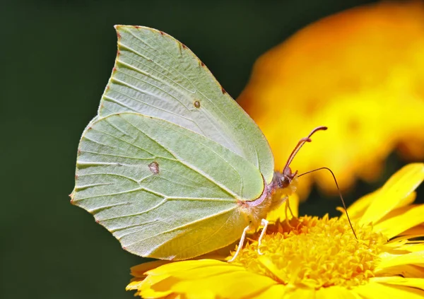 Detailní Pohled Krásné Barevné Motýla — Stock fotografie