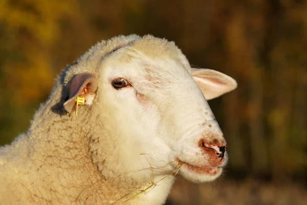 Naturskön Utsikt Över Landsbygden Selektivt Fokus — Stockfoto