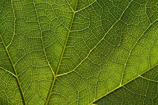 Πράσινο Φόντο Μακροεντολή Γκρο Γκρο Πλαν Πράσινου Φύλλου — Φωτογραφία Αρχείου