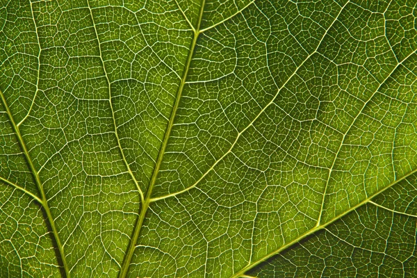 Fond Vert Macro Gros Plan Une Feuille Verte — Photo