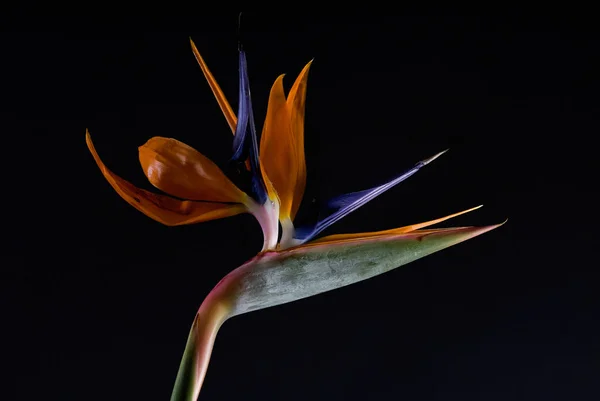 Strelitzia Reginae 식물의 — 스톡 사진