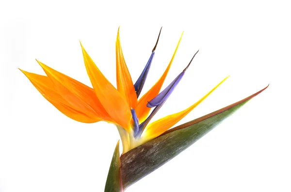 Strelitzia Reginae Tropikal Bitki Çiçeği — Stok fotoğraf