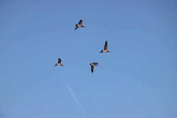 Vista Cênica Pássaros Gansos Natureza — Fotografia de Stock