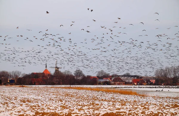 Barnacle Geese Antes Rysum —  Fotos de Stock