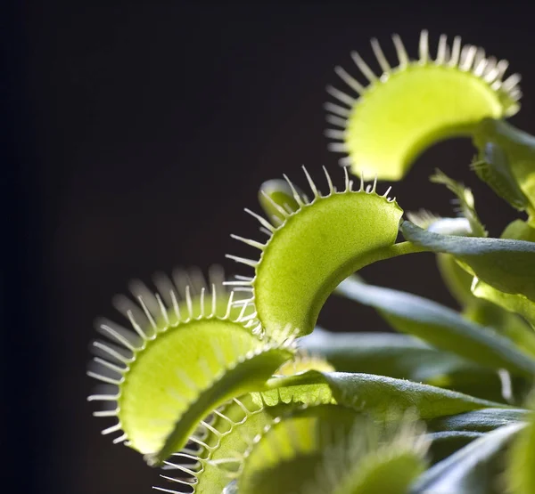 Vista Cerca Los Insectos Naturaleza — Foto de Stock