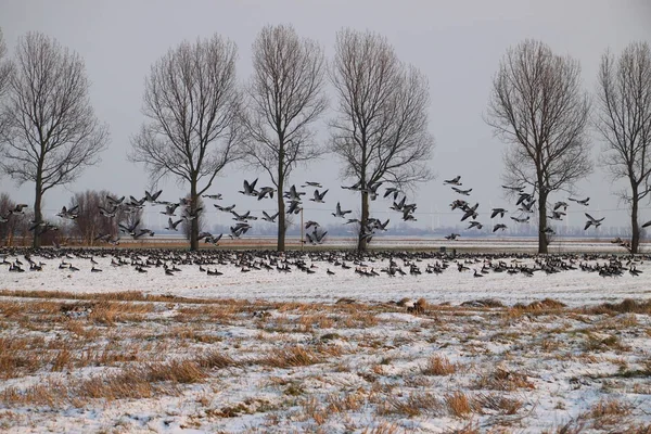 Flygning Havstulpangäss — Stockfoto