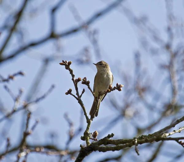 Ağaçta Tünemiş Küçük Göçmen Kuş — Stok fotoğraf