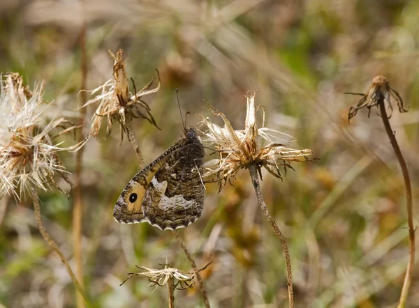 Farfalla Grayling Elusiva Ben Mimetizzata Gambo — Foto Stock