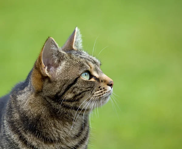 Femal Tabby Cat Head Profile Looking Green Background — Stock Photo, Image