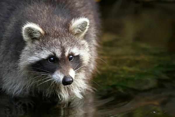 Rakun Hayvanı Fauna Memeli Procyonid Ailesi — Stok fotoğraf