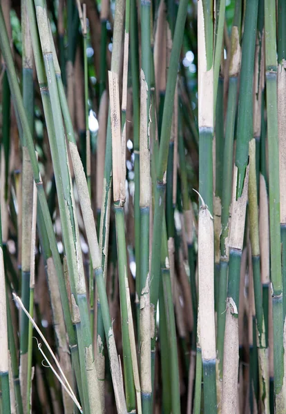 公园里的竹子 — 图库照片