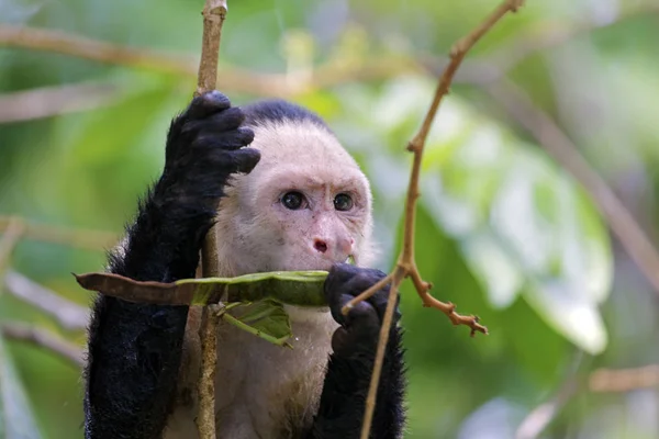 コスタリカのケポスのマングローブ林にあるカプチン猿は — ストック写真