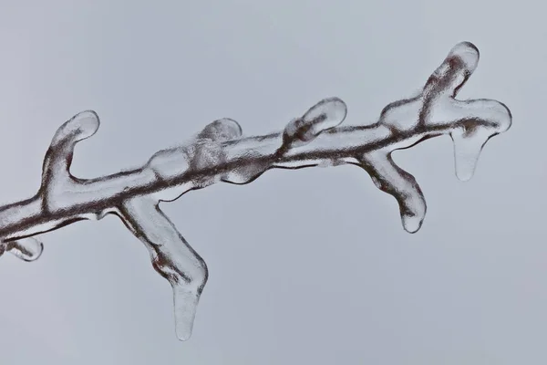 氷の凍った枝で細かく — ストック写真