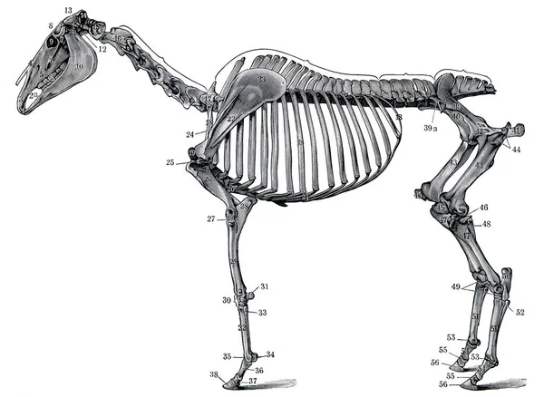 马的骨架 Meyers Konversations Lexikon 第7卷 德国莱比锡 1910年 — 图库照片