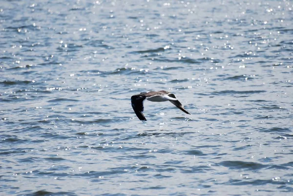 Vue Panoramique Magnifique Oiseau Mouette Mignon — Photo