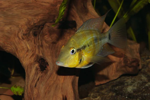 Yellow Firemouth Cichlid Thorichthys Passionis Male — Stock Photo, Image