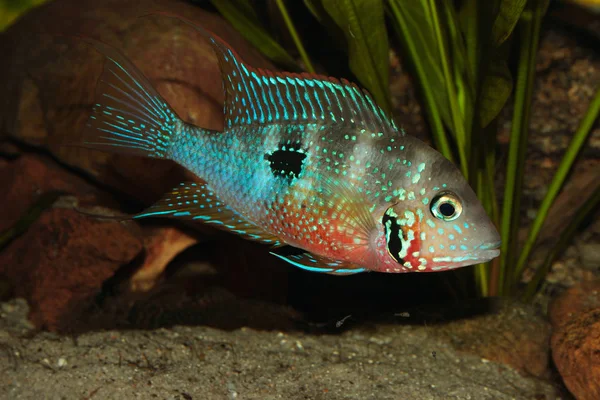 Mexican Firemouth Cichlid Thorichthys Ellioti Male Some Juveniles — Stock Photo, Image