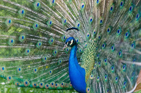 Pfauenvogel Bunte Federn — Stockfoto