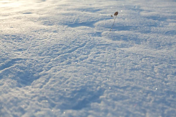 Afbeelding Van Sneeuwgebonden Veld Schieten Met Achtergrondverlichting — Stockfoto