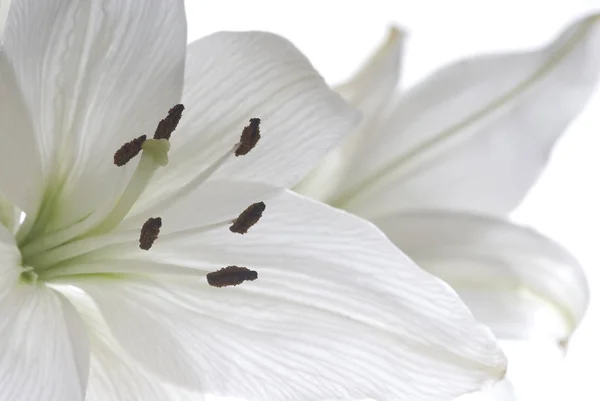 Närbild Vacker Lilja Blomma — Stockfoto