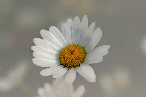 한꽃을 피우며 — 스톡 사진