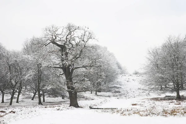 Paisagem Inverno Richmond Park Maior Parque Dos Parques Reais Londres — Fotografia de Stock