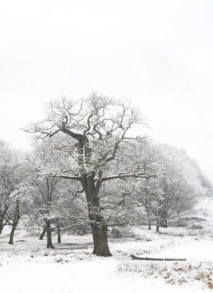 Paisagem Inverno Richmond Park Maior Parque Dos Parques Reais Londres — Fotografia de Stock