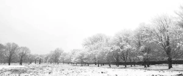 Зимовий Пейзаж Річмонд Парку Найбільший Парк Королівських Парків Лондоні Майже — стокове фото
