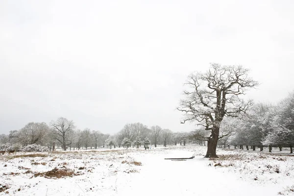 Paisagem Inverno Richmond Park Maior Parque Dos Parques Reais Londres — Fotografia de Stock