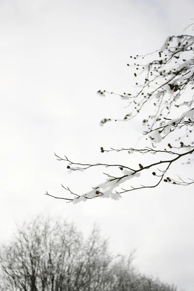 Paysage Hivernal Richmond Park Est Grand Parc Des Parcs Royaux — Photo