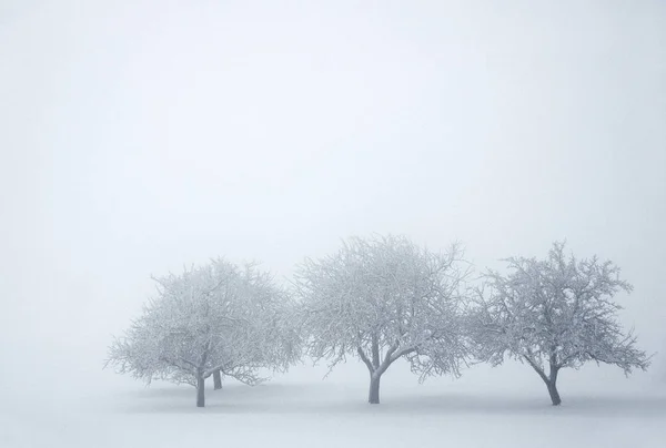 霧の中の3本の木 — ストック写真