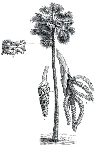 Palm Borassus Flabellifer Meyers Konversations Lexikon 第7卷 德国莱比锡 1910年 — 图库照片