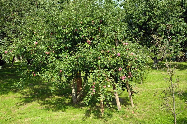 Foto Von Äpfeln Auf Baum Obstgarten — Stockfoto