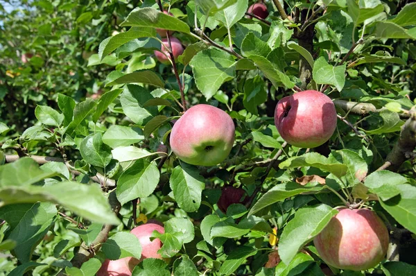 Foto Manzanas Árbol Huerto — Foto de Stock