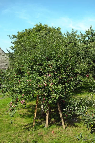 Φωτογραφία Των Μήλων Στο Δέντρο Στον Οπωρώνα — Φωτογραφία Αρχείου