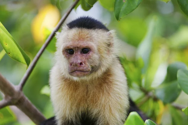 Macaco Capuchinho Floresta Mangue Quepos Costa Rica — Fotografia de Stock