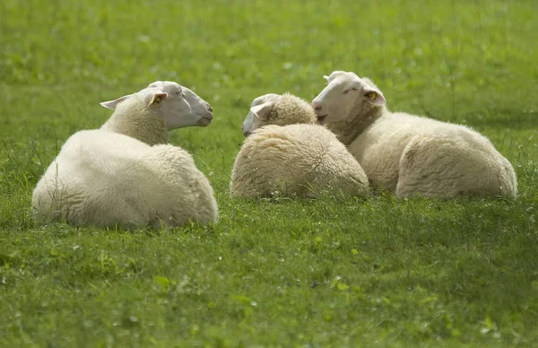 Ostfriesische Milchschafe — Stockfoto